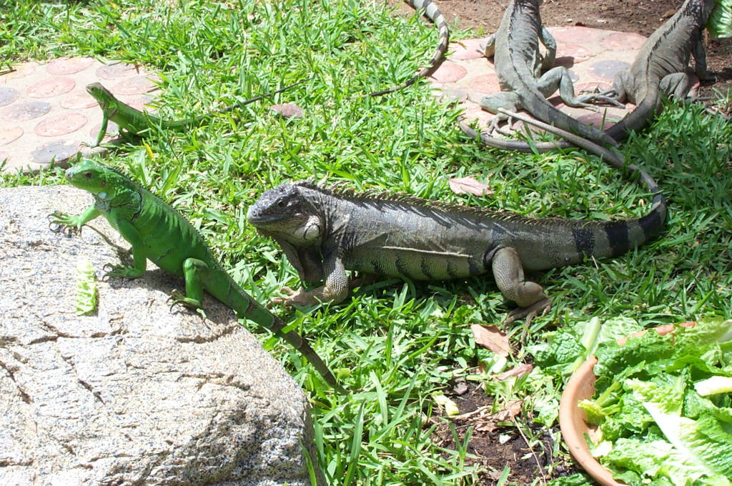 2003 Aruba